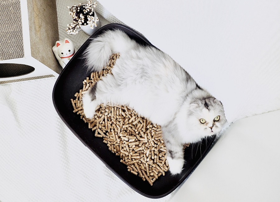 Reuse Our Own Pallets 100 Made in Hong Kong Ecofriendly Cat Litter